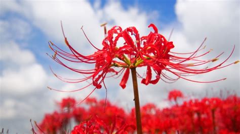 彼岸花花語日本|彼岸花の花言葉（誕生花、英語、季節） 